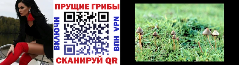omg ONION  Оса  Галлюциногенные грибы мицелий 
